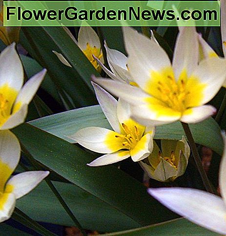 Tulpa biflora Tulpa biflora