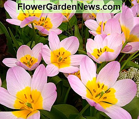 Tulip Bakeri Lilac Wonder Tulip Bakeri Lilac Wonder