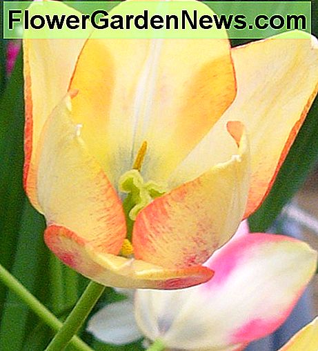 Tulpan Marjoletti Tulip Marjoletti