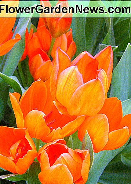 Tulip praestans Tulip praestans 'Fusilier'