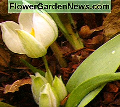 Tulpan sogdiana Tulip sogdiana
