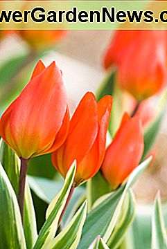 Tulip praestans Tulip praestans 'Unicum'