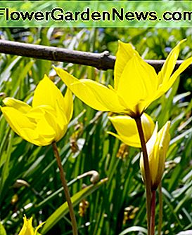 Tulpan sylvestris Tulip sylvestris