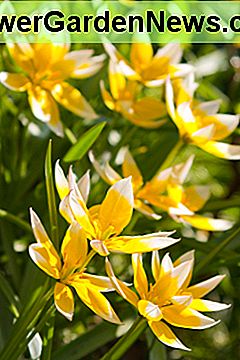 Tulip Acuminata Tulip Acuminata