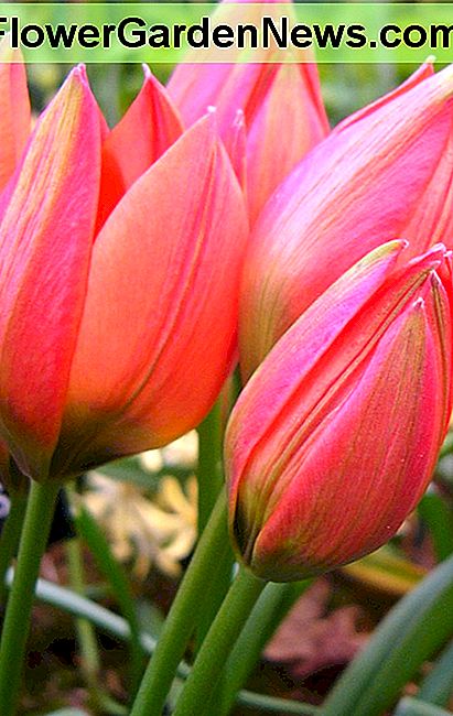 Tulpan Hageri Tulip hageri 'Little Beauty'