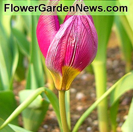 Tulip humilis persiska pÀrla Tulip humilis Persian Pearl