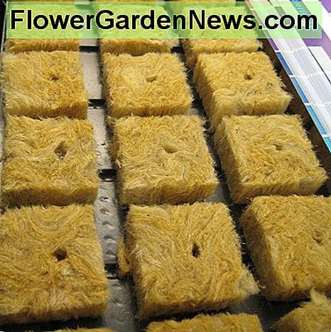 Rockwool Àr utmÀrkt för groddfrön. Rockwool is great for germinating seeds.