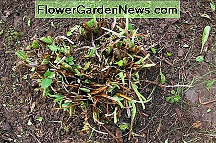 Schneiden Sie Stauden wie Taglilien im Herbst zurück. Dies wird die Menge an Gartenreinigung verringern, die im Frühling benötigt wird. Cut back perennials like daylilies in the fall. This will lessen the amount of garden clean-up required in the spring.