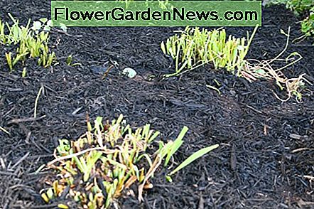 Eine dicke Rindenmulchdecke wird im nächsten Frühjahr das Wachstum von Unkraut verhindern. A thick layer of bark mulch will discourage weed growth next spring.