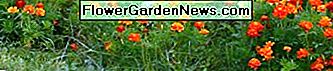 Diese Ringelblumen wurden aus Samen gewonnen, die aus dem Garten des Vorjahres gerettet wurden. These marigolds were grown from seeds saved from the previous year's garden.