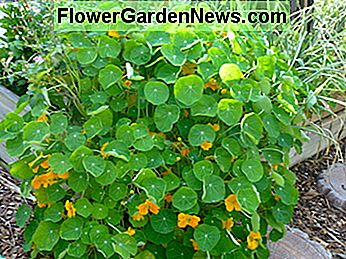Lade Bestäuber ein, indem du Pflanzen wie Kapuzinerkresse pflanzt. Füllen Sie leere Gartenflächen mit Kräutern und Blumen, um Unkraut zu halten und Bestäuber anzulocken. Invite pollinators by planting things like nasturtium. Fill empty garden spaces with herbs and flowers to keep weeds out and attract pollinators.