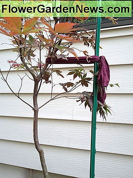 Zonnebloemen kunnen worden uitgezet om rechtop te houden, zoals het uitzetten van jonge bomen. Sunflowers can be staked to keep upright, like staking young trees.