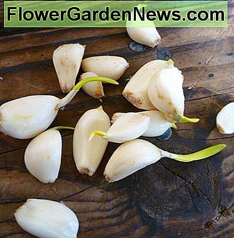 Knoflookteentjes klaar om geplant te worden. Voor de beste resultaten, zoek gecertificeerde kruidnagels van gerenommeerde tuincentra, of gebruik biologische kruidnagelen uit de supermarkt. Garlic cloves ready to be planted. For the best results, seek out certified cloves from reputable garden centers, or use organic cloves from the grocery store.