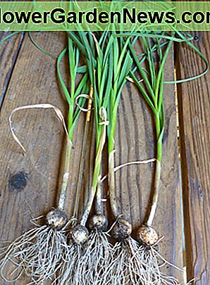 Geoogste knoflook. Omdat ik de pot nodig had, werd de knoflook geplant, ik heb de planten heel vroeg geoogst. Normaal gesproken zijn de koppen veel groter. Harvested garlic. As I needed the pot the garlic was planted in, I harvested the plants very early. Normally the heads will be much larger.