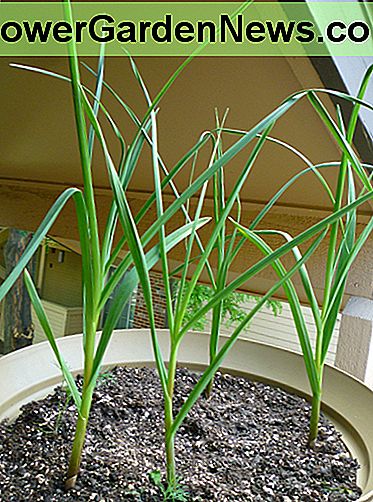 Knoflook in containers laten groeien. Growing Garlic in Containers.