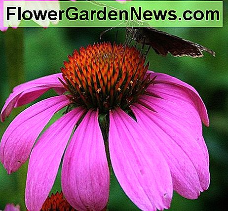 Sonnenhut (Echinacea), oft als Schnittblume in Hausgärten angebaut, kann auch für die medizinischen Eigenschaften seiner Wurzeln angebaut werden. Purple coneflower (Echinacea), often grown as a cutting flower in home gardens, may also be cultivated for the medicinal properties of its roots.