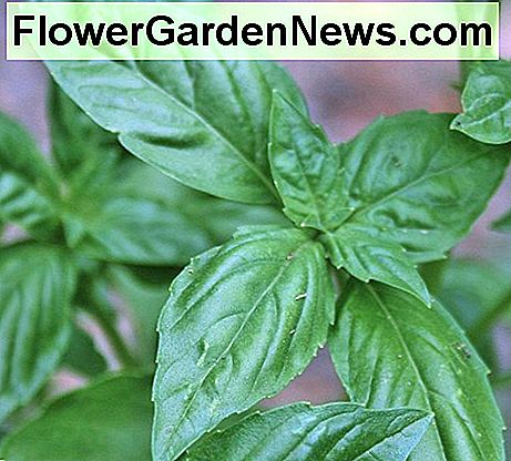 Basilikum ist ein einjähriges Kraut. Dieses Jahr habe ich Basilikum aus Samen draußen begonnen. Es war langsam zu keimen, aber jetzt wird es stark! Basil is an annual herb. This year I started basil from seed outside. It was slow to germinate, but now it's going strong!