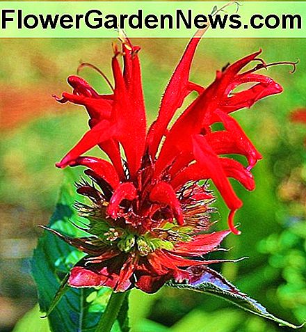 Bergamotte (Monarda didyma), die volle Sonne und feuchten Boden bevorzugt, ist anfällig für Mehltau, eine Pilzinfektion, die in feuchten Bedingungen gedeiht. Bergamot (Monarda didyma), which prefers full sun and moist soil, is prone to mildew, a fungal infection that thrives in damp conditions.