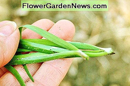 Schnittlauch gehört zu den einfachsten Kräutern für Anfänger. Chives are among the easiest herbs for beginners.