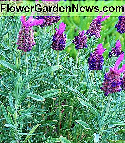 Um zu gedeihen, benötigt Lavendel eine hervorragende Drainage. In order to thrive, lavender requires excellent drainage.