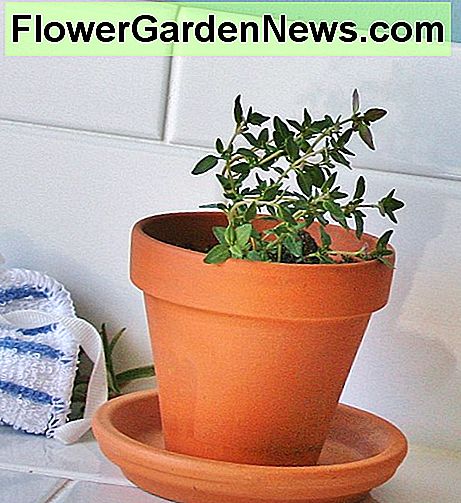 Thymian ist ein weiteres leicht anzubauendes Kraut, sowohl in Töpfen als auch in Beeten. Thyme is another easy-to-grow herb, in pots as well as beds.