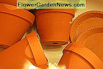 Ich bevorzuge Tontöpfe für mediterrane Kräuter. Sie drainieren besser als Plastik. I prefer clay pots for Mediterranean herbs. They drain better than plastic.