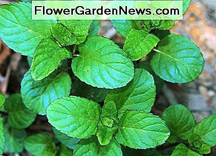 Wie andere Mitglieder der Mentha Familie von Kräutern, ist Schokolade Minze super einfach zu wachsen. Like other members of the Mentha family of herbs, chocolate mint is super easy to grow.