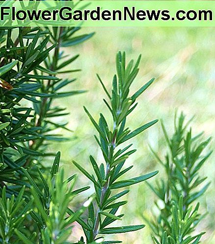 Rosmarin galt lange als Zeichen der Freundschaft. Wachsen Sie es in Ihrem Postfachgarten oder fügen Sie einen Zweig Rosmarin einem selbst gemachten Geschenk hinzu. Rosemary has long been considered a sign of friendship. Grow it in your mailbox garden or add a sprig of rosemary to a homemade gift.