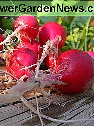 Radiser frø spire inden for dage. Uanset om du planter dem i individuelle potter eller med andre planter i store beholdere, så får du lækre belønninger. Radish seeds germinate within days. Whether you plant them in individual pots or with other plants in large containers, you'll reap delicious rewards.