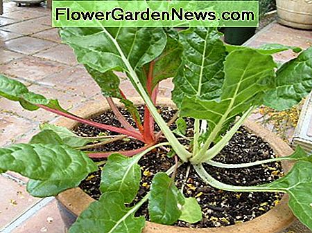 Denne swiss chard er klar til høst. This swiss chard is ready for harvest.