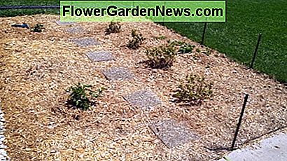 Heidelbeeren, Brombeeren und Erdbeeren sind nur einige der Beerensorten, die Sie in Ihrem Garten verwenden können. Blueberries, blackberries, and strawberries are just a few of the berry varieties you can choose to include in your garden.