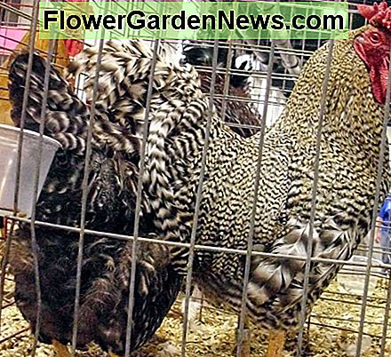 Hühner können in einer Vielzahl von Formen, Größen und Färbungen kommen. Chickens can come in a variety of shapes, sizes, and colorations.