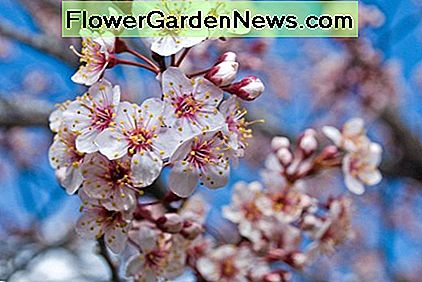 KörsbÀrsblommor Cherry Blossoms