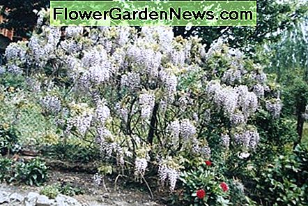 Weiß blühende Form der Glyzinie White-flowering form of wisteria