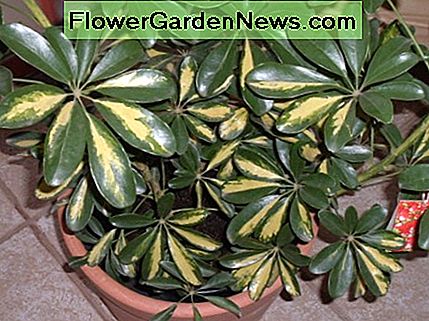 Schefflera gedeiht drinnen bei schlechten Lichtverhältnissen. Schefflera thriving indoors in low-light conditions.