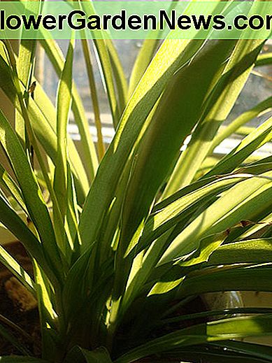 Die Spinnenpflanze funktioniert in fast jeder Raumlichtstärke. The spider plant does well in almost any indoor light intensity.