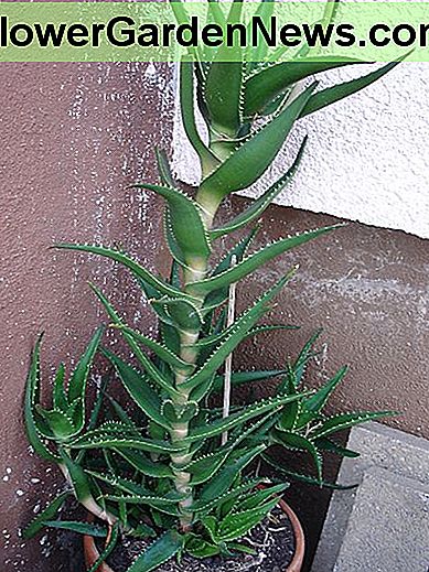 Auch wenn die Aloe einen größeren Topf und etwas Schnitt verwenden kann, ist dies nicht die Zeit für solch drastische Maßnahmen. Geben Sie ihm einen hellen Innenbereich und genießen Sie seine Schönheit und gesundheitliche Vorteile. Der Frühling und ein neuer Topf werden bald genug kommen. Even though the aloe could use a bigger pot and some pruning, this is not the time for such drastic measures. Give it a bright indoor spot and enjoy its beauty and health benefits. Spring and a new pot will come soon enough.