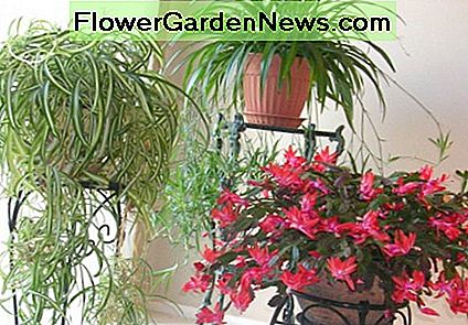 Der Weihnachtskaktus und zwei Spinnenarten sind ziemlich glücklich in einer kühlen Ecke des Wohnzimmers, wo Nordlicht durch die Glastüren hereinkommt. The Christmas cactus and two spider varieties are quite happy in a cool corner of the living room where northern light comes through the glass patio doors.