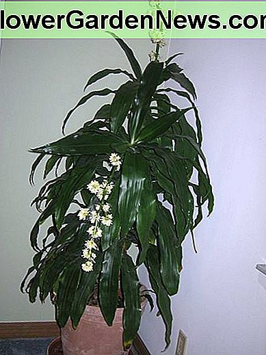 Eine blühende Pflanze, die einem Raum Charakter verleiht a flowering plant, it adds character to a room