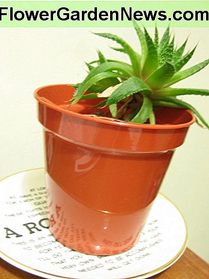 Luftreinigend und ausgezeichnet für Hausmittel air purifying and excellent for home remedies