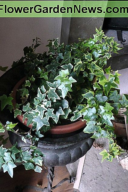 kann im Garten so invasiv sein, dass es perfekt für die Pflanzung von Behältern ist can be invasive in the garden so perfect for container planting