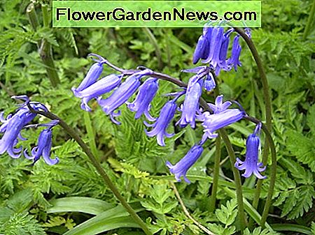 Glockenblumen bluebells