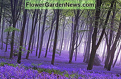 Ein Glockenblumenfeld. A bluebells field.