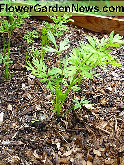 Wachsende Karotten. © Joe Macho Growing Carrots. © Joe Macho