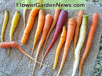 Karotten aus dem Garten geerntet. © Joe Macho Carrots Harvested from the Garden. © Joe Macho
