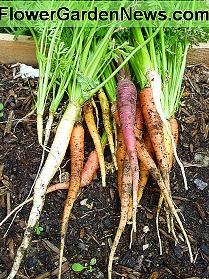 Verschiedene Wachstumsstadien von Karotten. © Joe Macho Different Growth Stages of Carrots. © Joe Macho