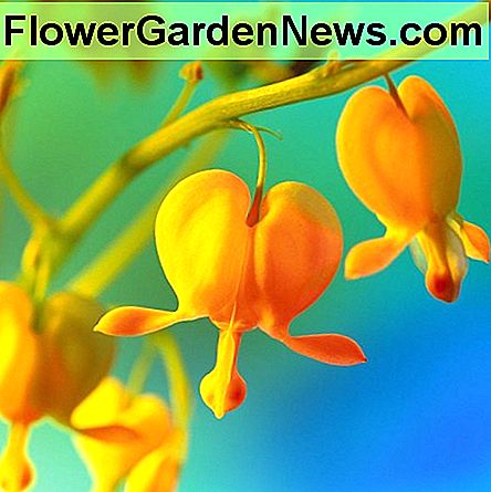 Geltonos kraujavimo širdys. Yellow bleeding hearts.