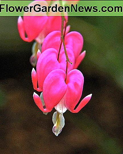 Puikus kraujuojančių širdies žiedų eilė. A perfect row of bleeding heart flowers.