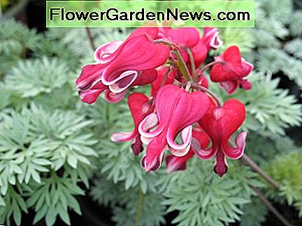 Kraujo širdis yra ne tik gimtoji gėlės Jungtinėse Amerikos Valstijose, bet ir Rytų Azijoje. Bleeding hearts are not only native flowers in the United States, but in Eastern Asia as well.
