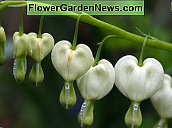 Baltos kraujavimo širdies gėlės. White bleeding heart flowers.